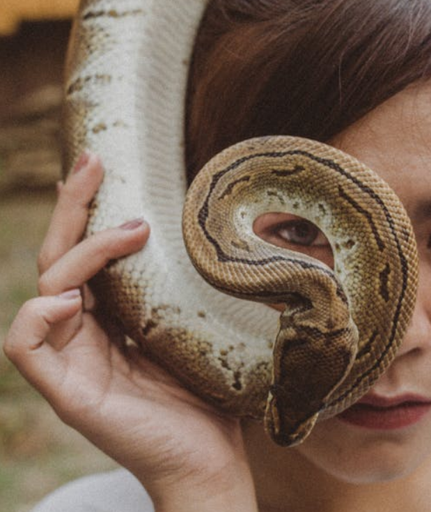 sonhar com cobra